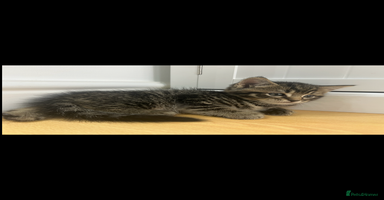 British Shorthair cats - Advert 6
