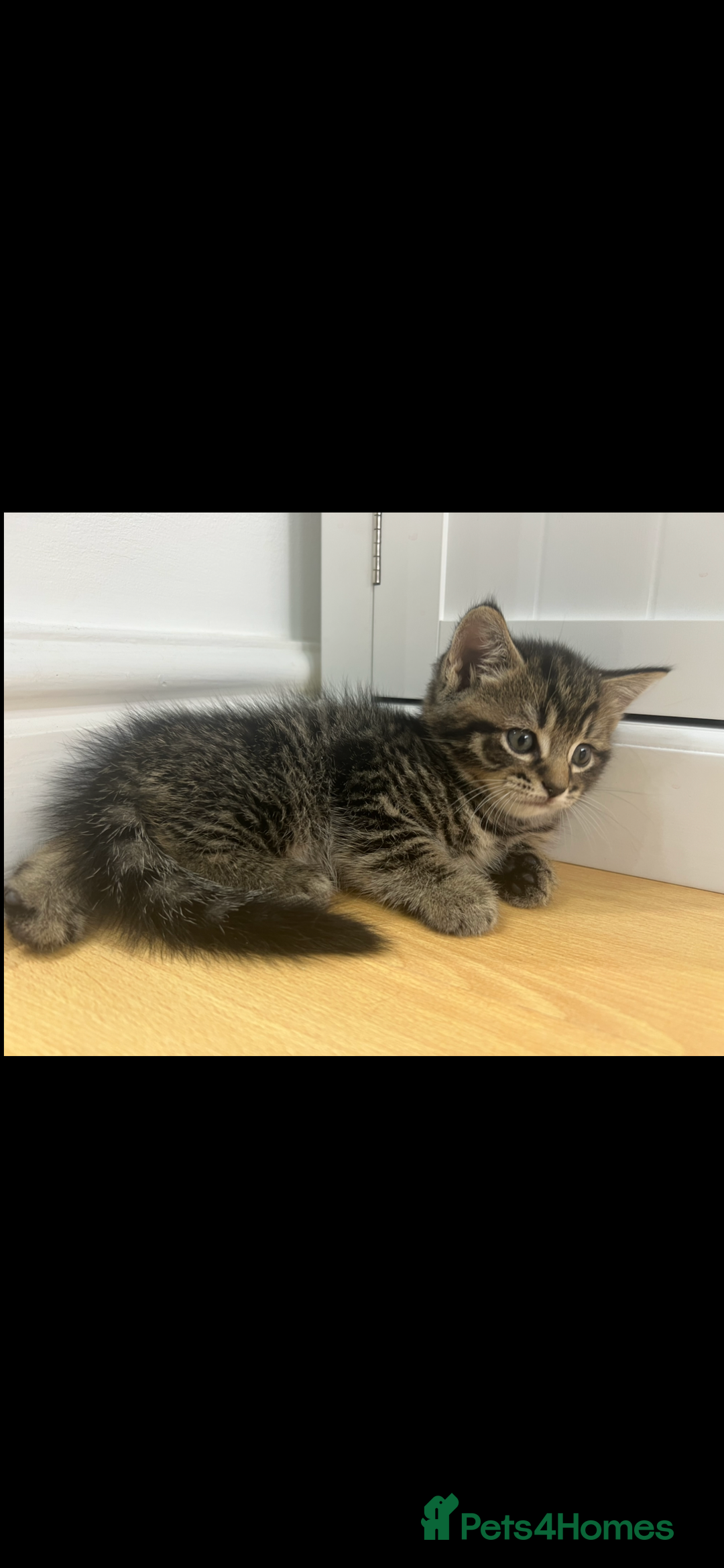 British Shorthair cats for sale: British shorthair kittens - Advert 3