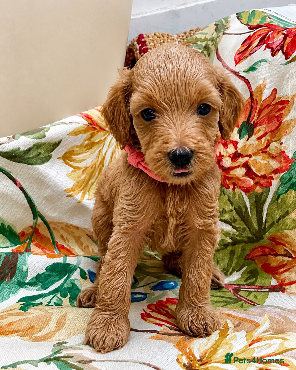 Labradoodle dogs Cute 🌸🌺 F1BB Miniature Labradoodle Puppies - Advert 1