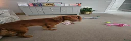 Cocker Spaniel dogs for stud: Proven cocker spaniel for stud - Advert 12