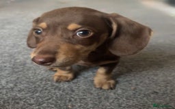 Miniature Dachshund dogs for sale: Male Miniature dachshund - Image 7
