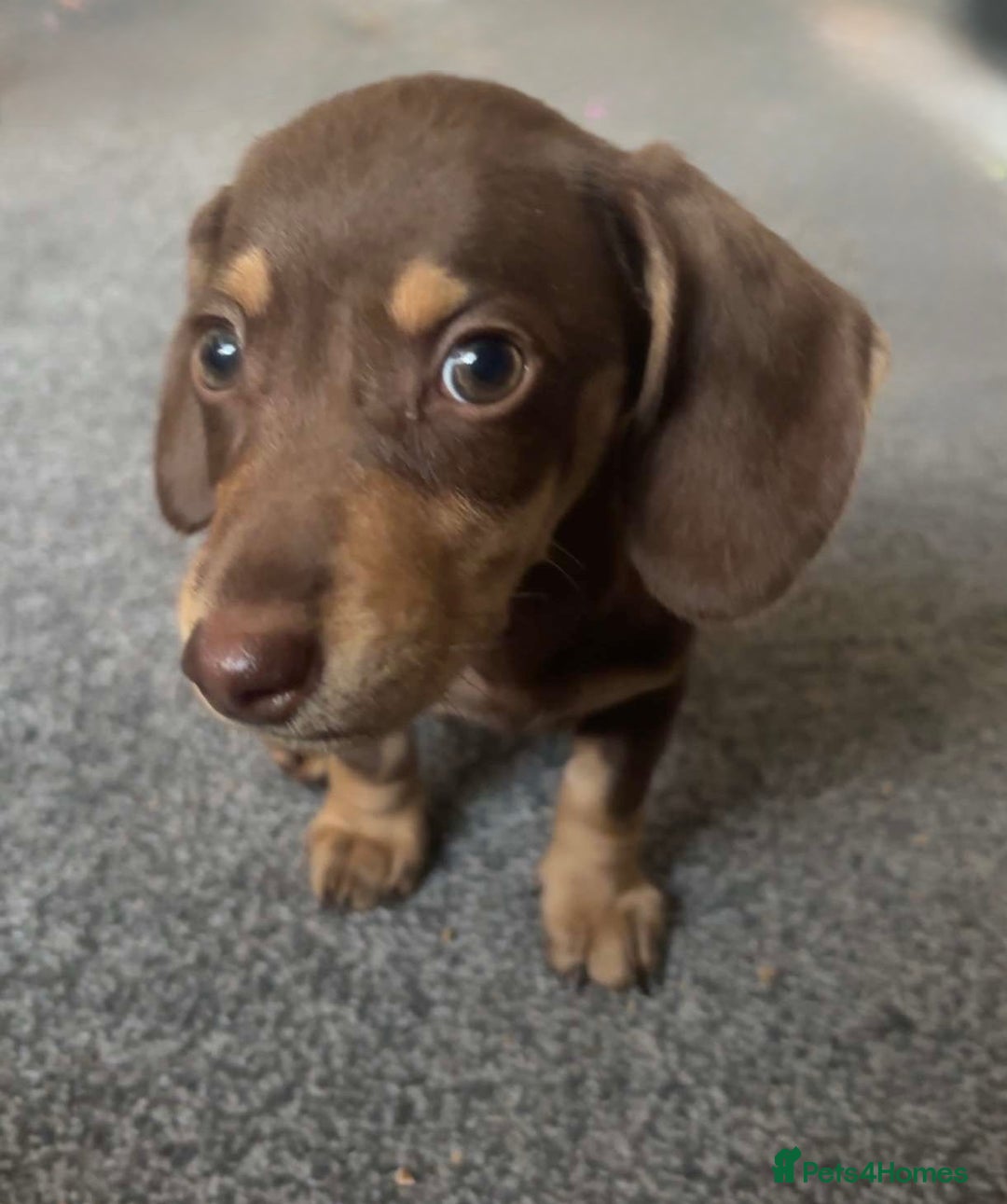 Miniature Dachshund dogs for sale: Male Miniature dachshund - Image 7