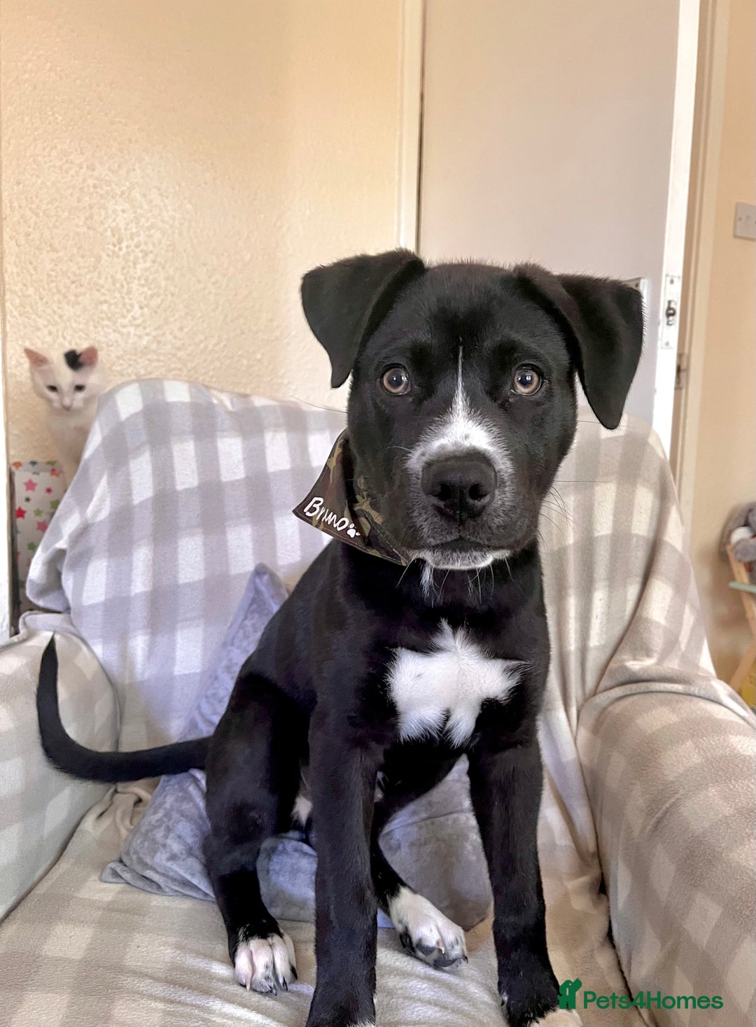 Mixed Breed dogs for sale: Bruno needs a new home!  - Image 8