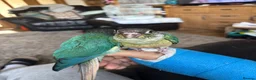 Conures birds for sale: Conure Babies (4 Available 1 Sold) in Greenford - Advert 3