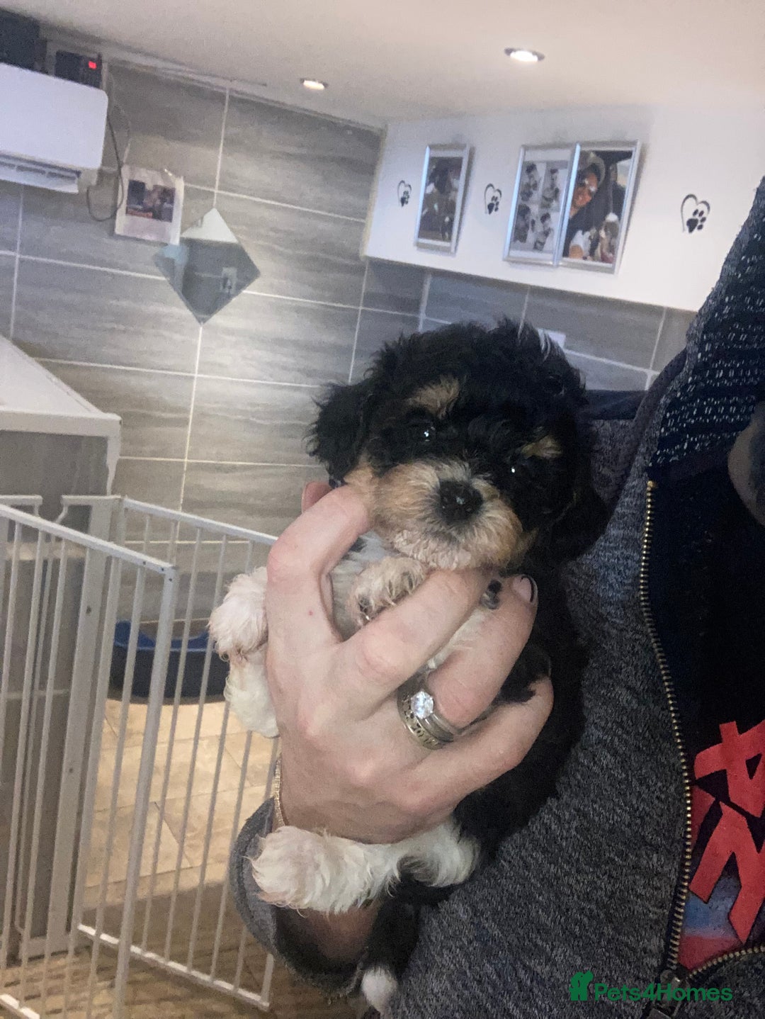 Shihpoo dogs for sale: WAITING LIST for Our 2026 Toy Shihpoo - Advert 13