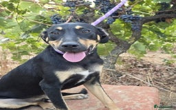 Dobermann dogs for sale: 🐶 Meet Mocha – Gentle Soul - Image 2