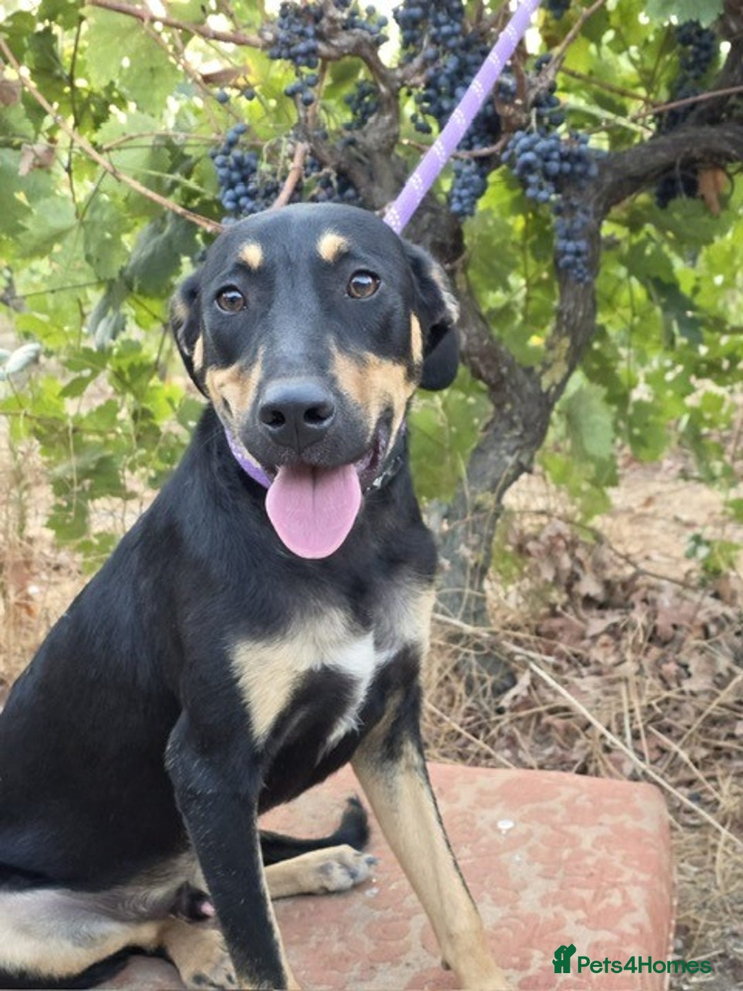 Dobermann dogs for sale: 🐶 Meet Mocha – Gentle Soul - Image 2