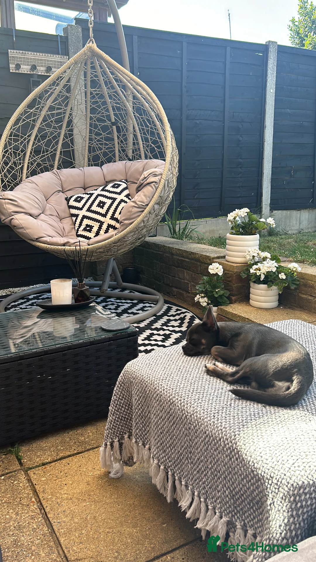 Chihuahua dogs for stud: Stud only. Full pedigree lilac chihuahua £300 - Advert 16