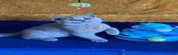 British Shorthair cats for sale: GCCF registered ChampionBloodline 5GENpedigree BSH - Advert 6