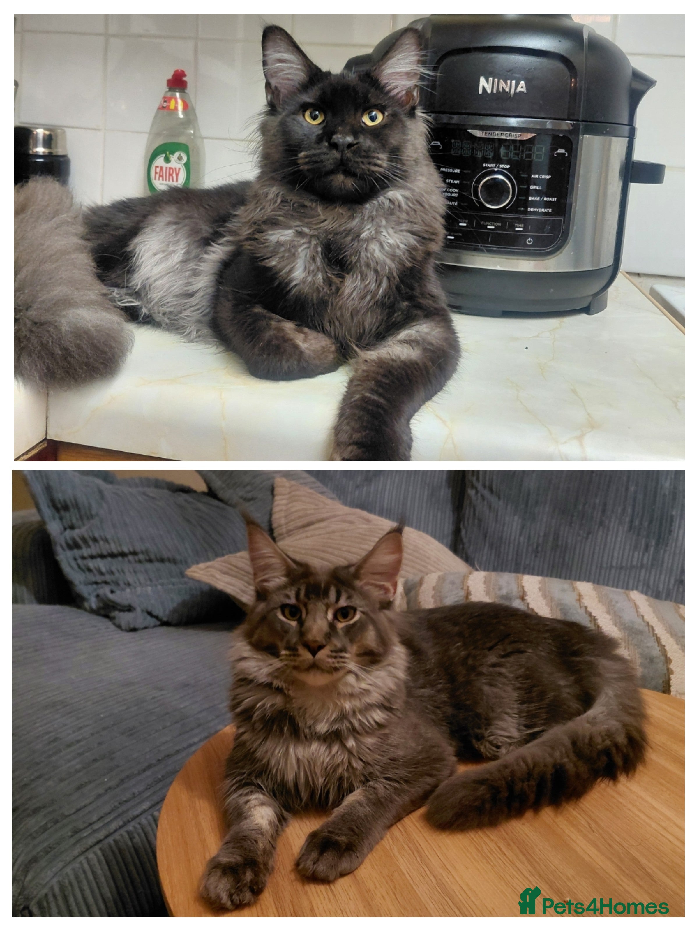 Maine Coon cats Rehoming Male Mainecoon kittens - Advert 1