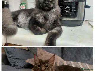 Maine Coon cats Rehoming Male Mainecoon kittens - Advert 1