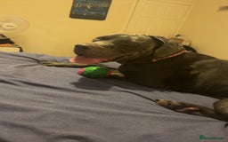 Cane Corso dogs for sale: Luna the corso - Image 1