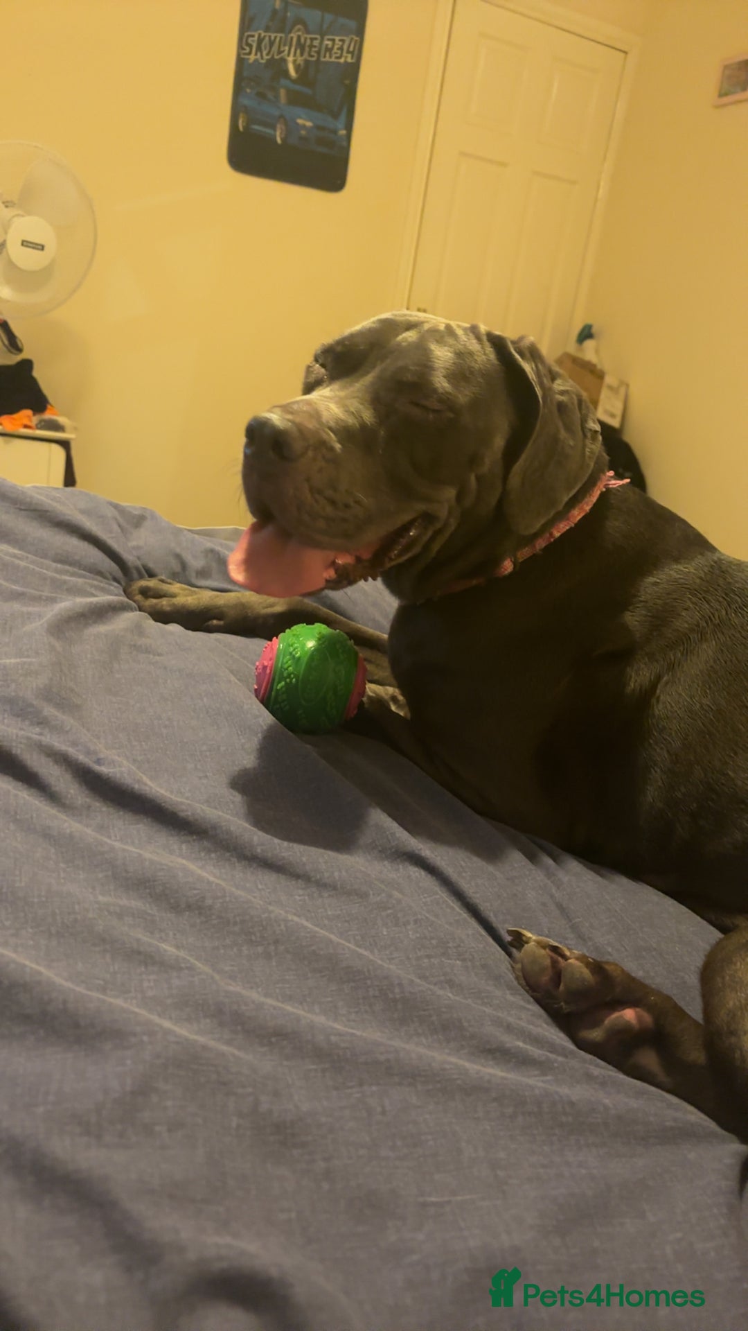 Cane Corso dogs for sale: Luna the corso - Image 1