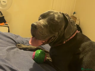 Cane Corso dogs - Advert 28