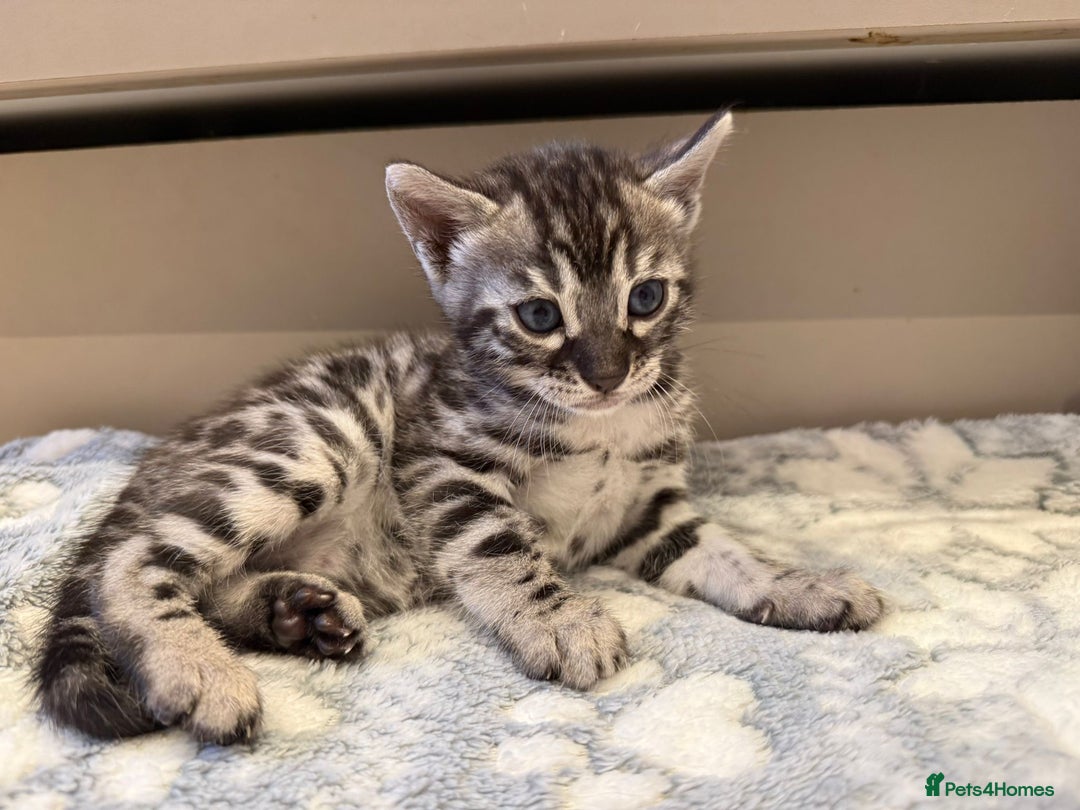 Bengal cats for sale: Bengal Kittens For Sale (4 Left) - Image 12