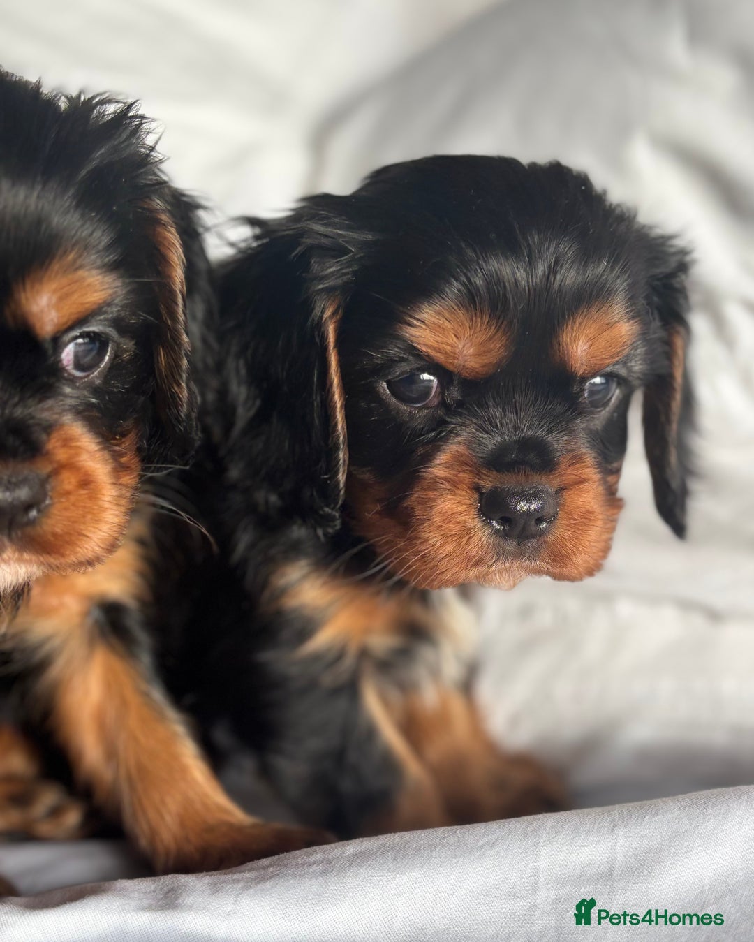 Cavalier King Charles Spaniel dogs for sale: 🐶KC REG, EXTENSIVELY HEALTH TESTED CAVALIER 🐶  - Advert 7