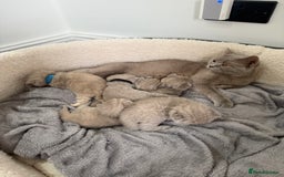 British Shorthair cats for sale: Champions bloodline British Shorthair Kittens! 🐾  - Image 10
