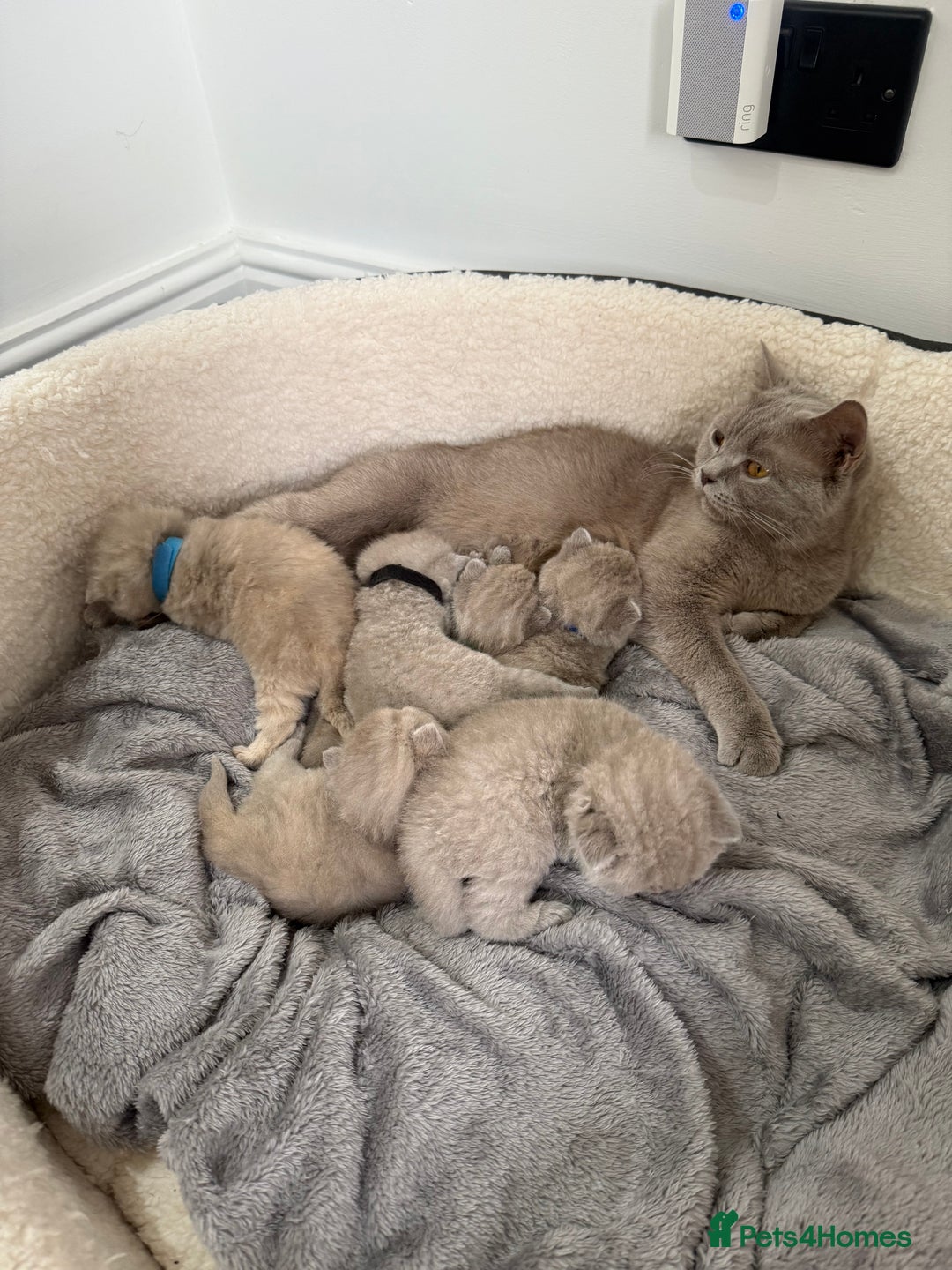 British Shorthair cats for sale: Champions bloodline British Shorthair Kittens! 🐾  - Image 10