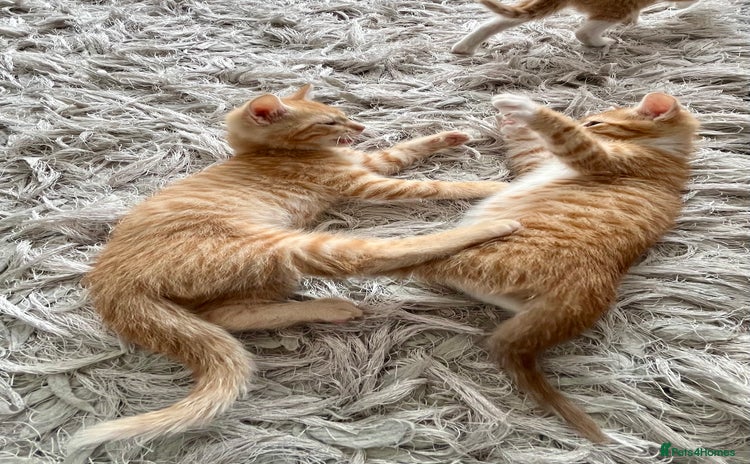 Mixed Breed cats in Brierley Hill - Advert 11