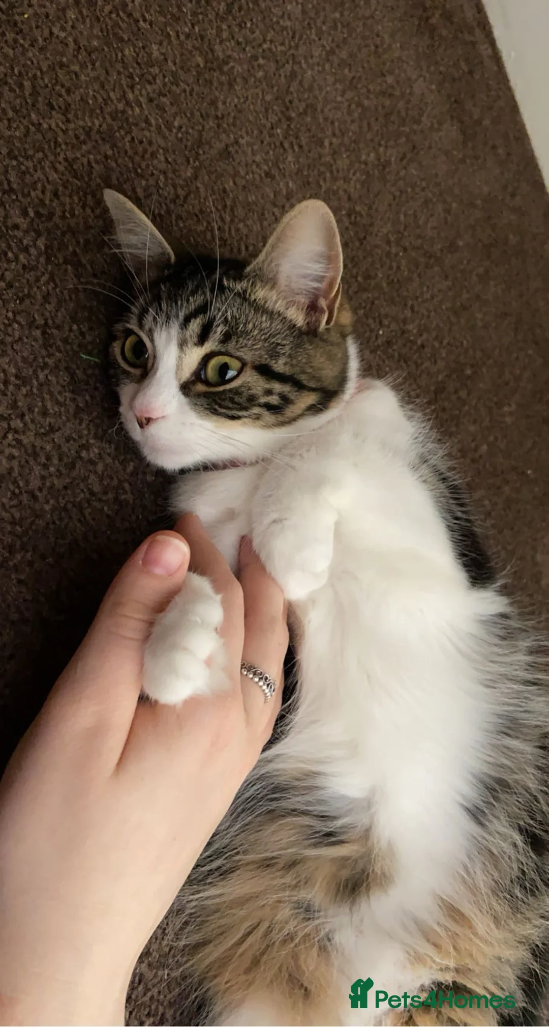 British Longhair cats for sale: Female long hair cat in Bathgate - Advert 1