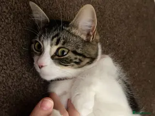 British Longhair cats Female long hair cat - Advert 2