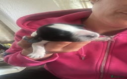 Sprocker dogs for sale: Beautiful sprockers  - Image 11