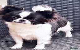Chihuahua dogs for sale: KC REG ADULT GIRL THAI & RUSSIAN LINE - Image 3