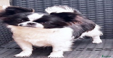 Chihuahua dogs - Advert 1