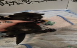 Domestic Shorthair cats for sale: 3 Beautiful Kittens - Image 8