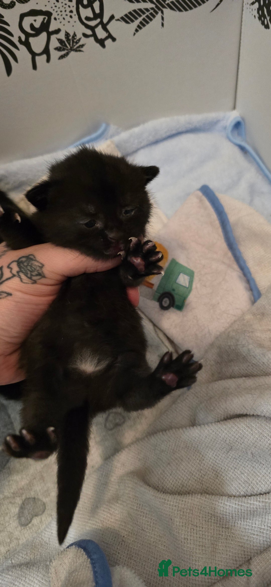Domestic Shorthair cats for sale: 3 Beautiful Kittens - Image 8