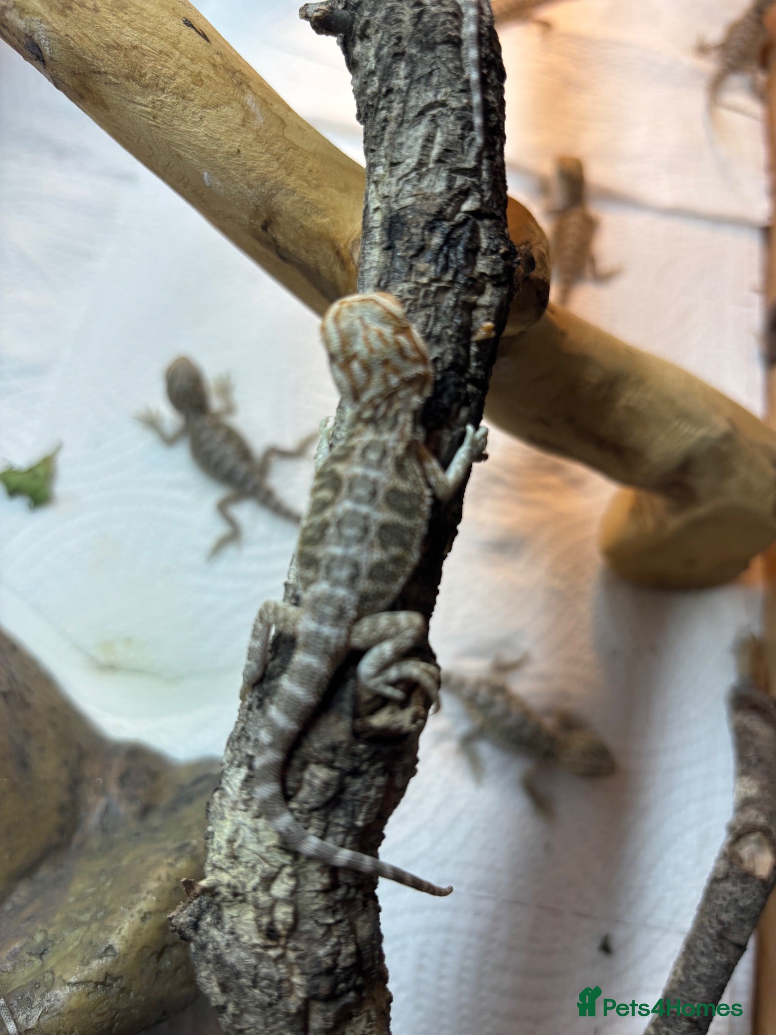 Bearded Dragon reptiles Baby Bearded Dragons. Visual Dunners & Hypos - Advert 2