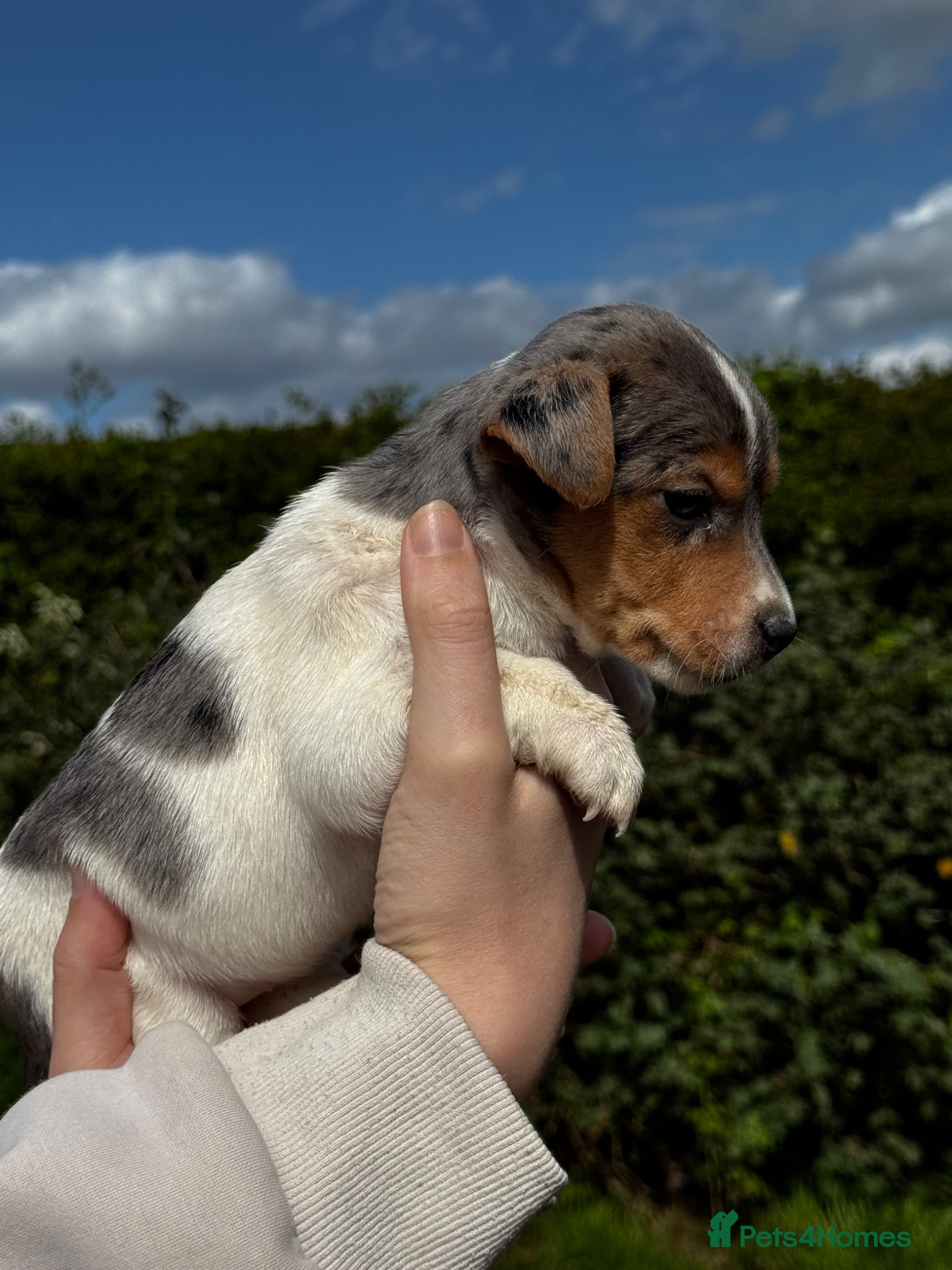 Jack Russell dogs ⭐️ mini Jack Russel puppies ⭐️ - Advert 1
