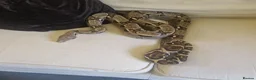 Boa Snake reptiles for sale: Boa and 4ft viv in Peterlee - Advert 3