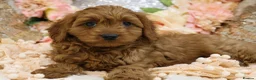 Cavapoo dogs for sale: *HEALTH TESTED* Cavapoo Puppies - Advert 16