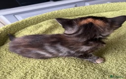 Mixed Breed cats for sale: 4  GORGEOUS TABBY/TORTOISHELL GIRLS.   - Image 21