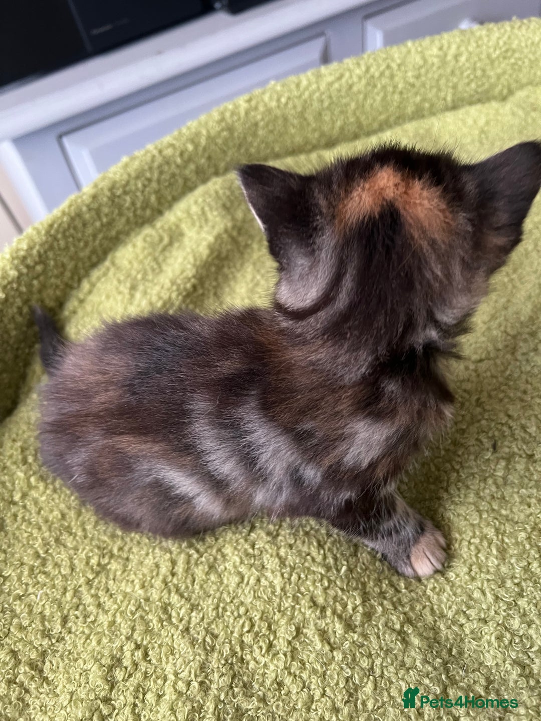 Mixed Breed cats for sale: 4  GORGEOUS TABBY/TORTOISHELL GIRLS.   - Image 21