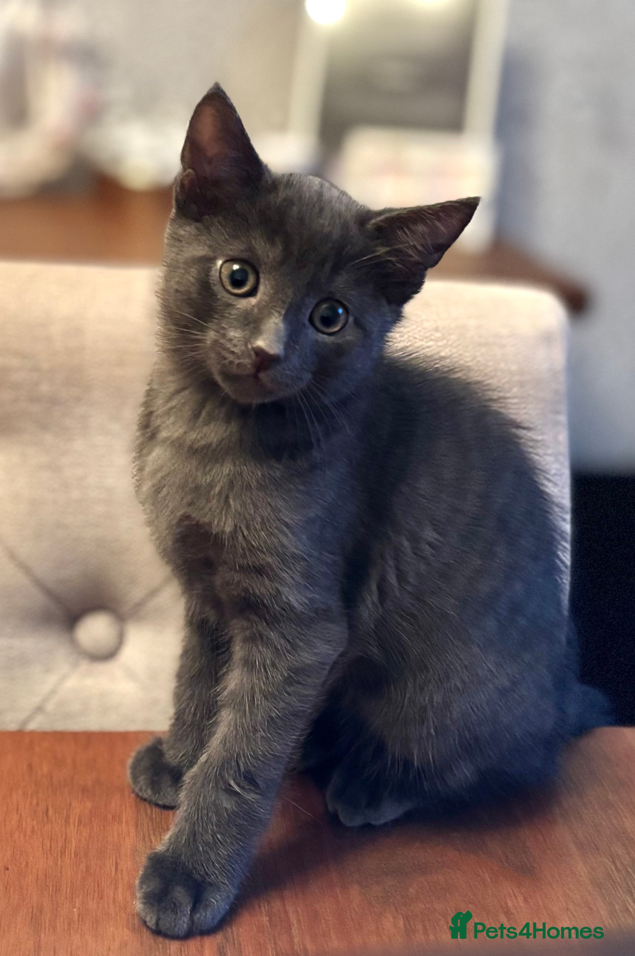 Domestic Shorthair cats Beautiful grey kittens available from 15 February  - Advert 3