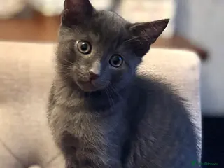 Domestic Shorthair cats Beautiful grey kittens available from 15 February - Advert 3