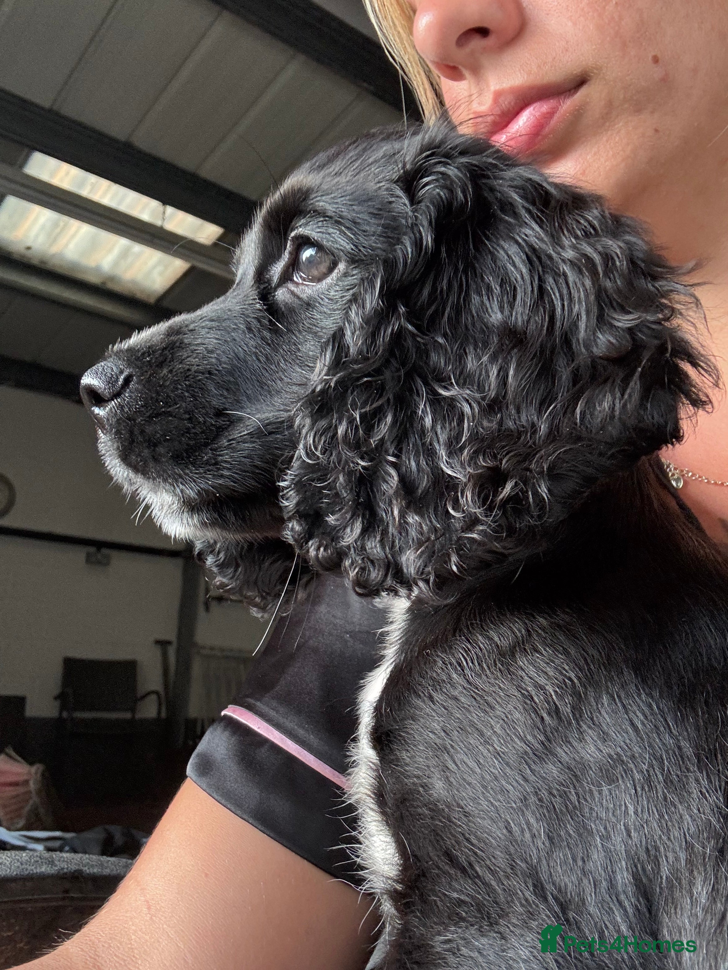 Cocker Spaniel dogs Beautiful 7 Month Old Black Cocker Spaniel - Advert 3