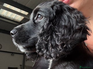 Cocker Spaniel dogs Beautiful 7 Month Old Black Cocker Spaniel - Advert 3