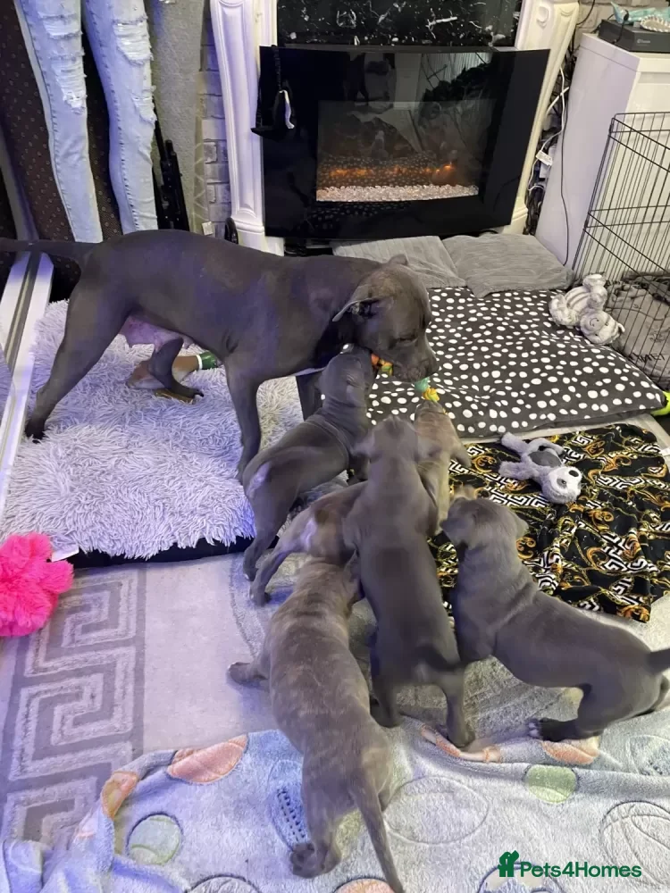 Staffordshire Bull Terrier dogs Staffordshire Bull Terrier Puppies Awaits in Motherwell - Advert 5