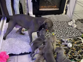 Staffordshire Bull Terrier dogs Staffordshire Bull Terrier Puppies Awaits in Motherwell - Advert 5