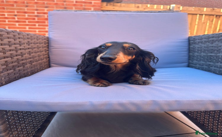 Miniature Dachshund dogs Miniature dachshund re home  - Advert 15