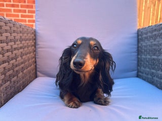 Miniature Dachshund dogs Miniature dachshund re home - Advert 19