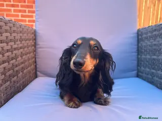 Miniature Dachshund dogs Miniature dachshund re home - Advert 1