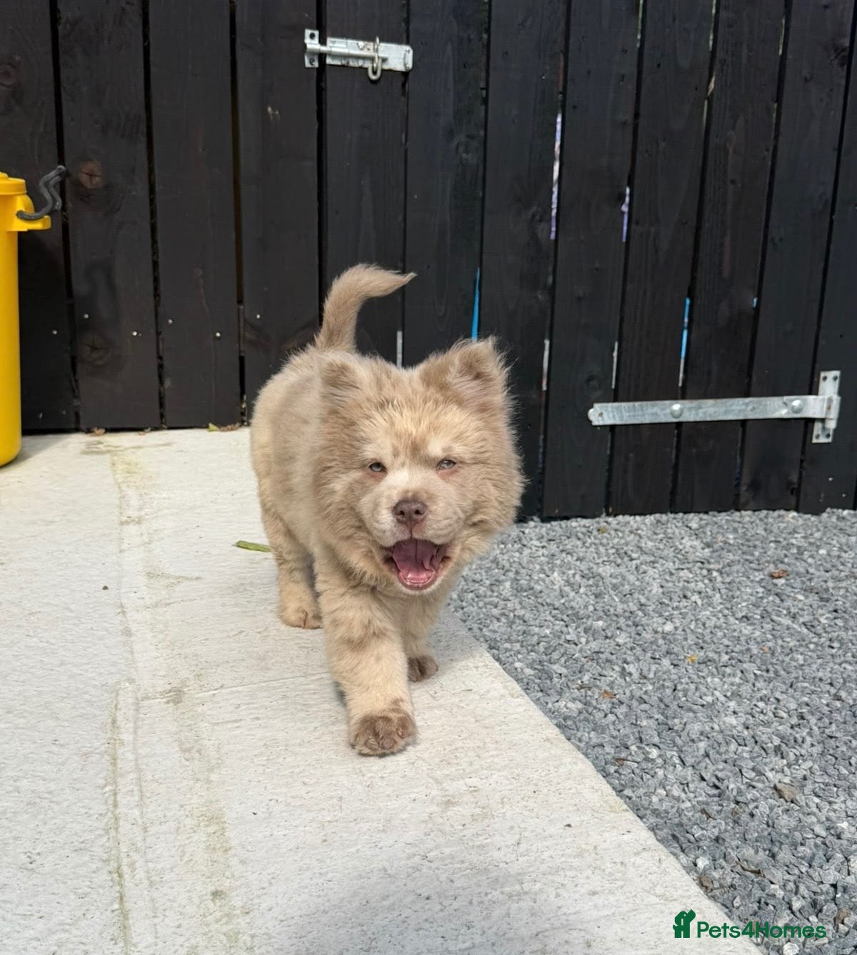 Chow Chow dogs Exotic colour pure chow chow puppies for sale  - Advert 2