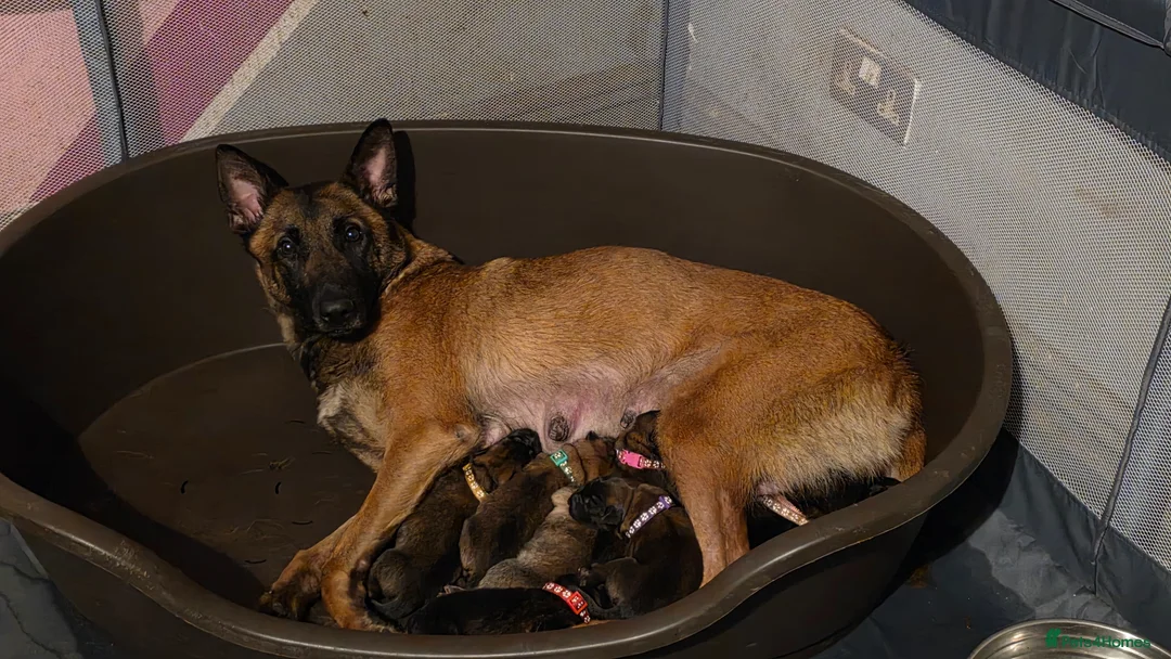 Mixed Breed dogs for sale: GSD/Malinois Crosses - Advert 1