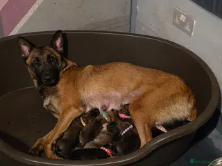 Mixed Breed dogs GSD/Malinois Crosses - Advert 1