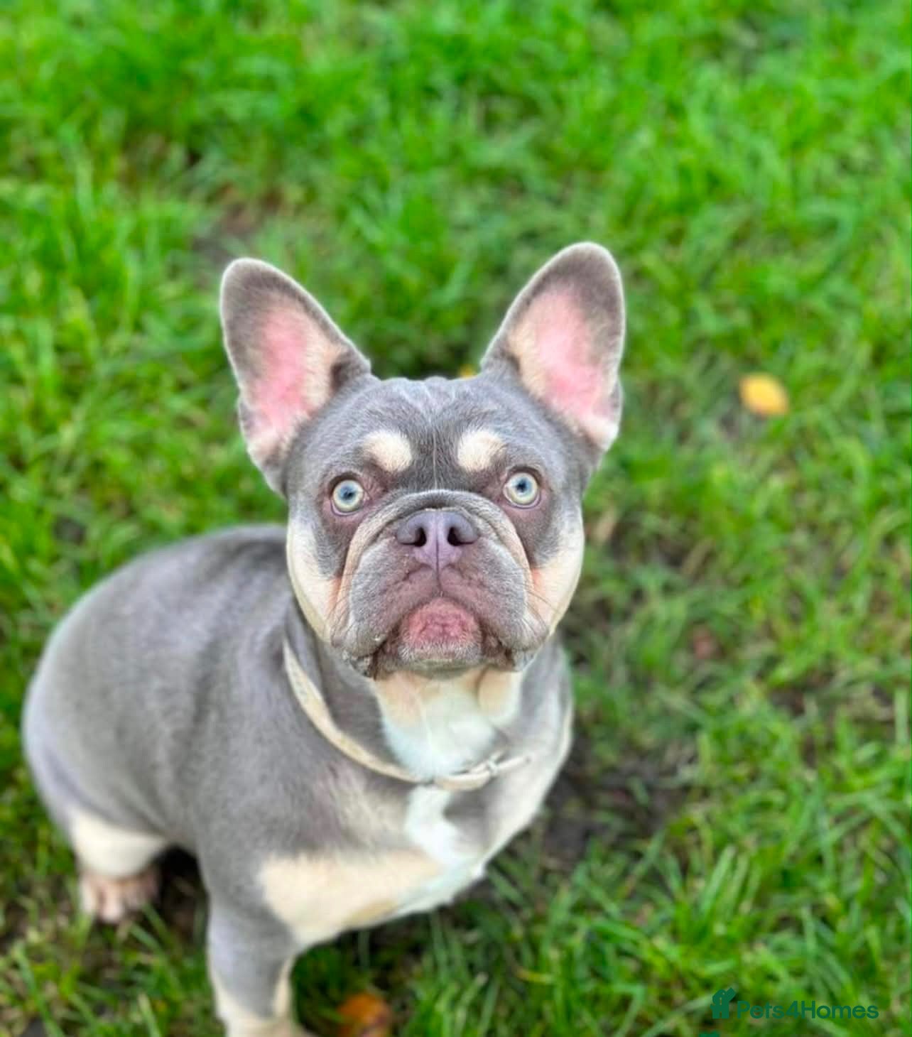 French Bulldog dogs Frenchie puppies  - Advert 1