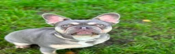 French Bulldog dogs for sale: Frenchie puppies  - Advert 1